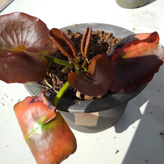 ミニ水連花の色赤・白解らなくなりましたのでお安くしています。の画像