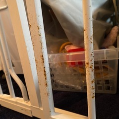 突っ張りゲートの画像