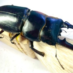 WD イキヒラタクワガタ 55mmペア 壱岐採集個体の画像