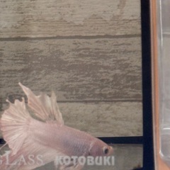 ⭐️ベタ⭐️の画像