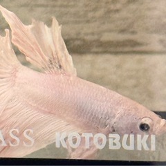 ⭐️ベタ⭐️の画像