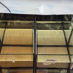 ⭐️ベタ⭐️の画像