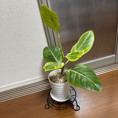 アルテシマの画像