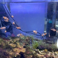 カクレクマノミの画像