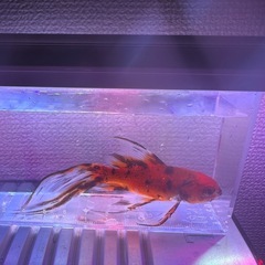 早い者勝ち！！金魚！割引あり！！の画像