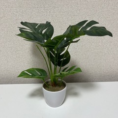 フェイクグリーンの画像