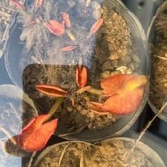 睡蓮の新芽の画像