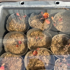 睡蓮の新芽の画像