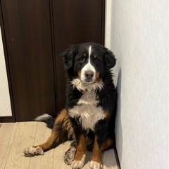 mount bernese dog 