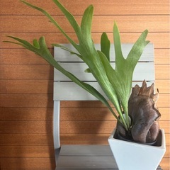 ビガクシダ ネザーランド お取引中の画像