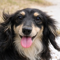 カニンヘンダックスフンド