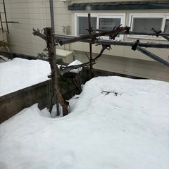 ソメイヨシノ、白ブドウの画像