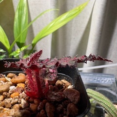 ベゴニア　ビスタ　観葉植物の画像