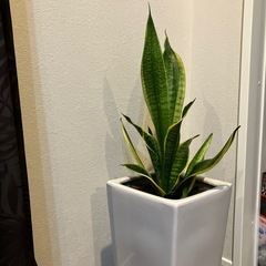 投稿後、成長してます観葉植物の画像