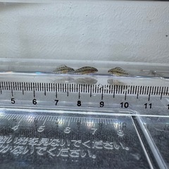 Ap.トリファスキアータ（ブリード）の稚魚5匹_____20260307の画像