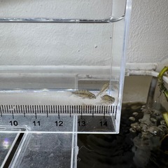 Ap.トリファスキアータ（ブリード）の稚魚5匹_____20260307の画像