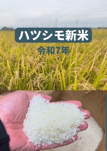 令和7収穫　ハツシモ　玄米30kg   