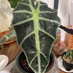 Alocasia amazonicaの画像