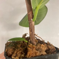 フィカス・オオバンボダイジュ　Aの画像