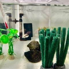 メダカと飼育セットの画像
