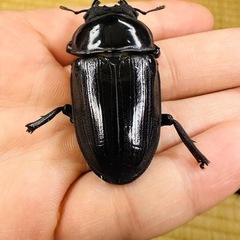 能勢YG オオクワガタ 早期羽化︎︎ ♀ 53.0mmの画像