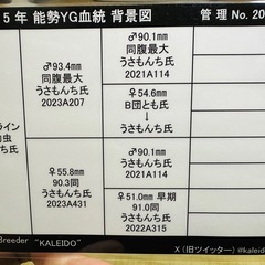 能勢YG オオクワガタ 早期羽化︎︎ ♀ 53.0mmの画像
