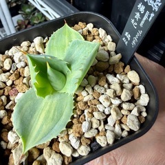 🌟No.32🌟 【楊貴妃】縞斑もぎたて天芽小株 pic2,3,4,5の画像