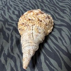 右側の貝殻の画像