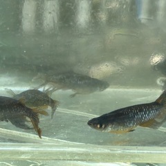 ブラックダイヤスワロー　メダカ　めだかの画像