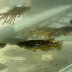 ブラックダイヤスワロー　メダカ　めだかの画像