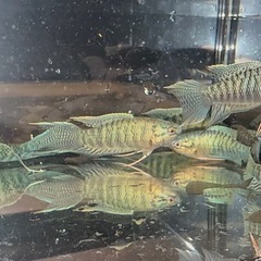 グリーンスネークスキンの画像