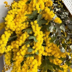 特価☺️ラスト一点　フレッシュミモザのスワッグの画像