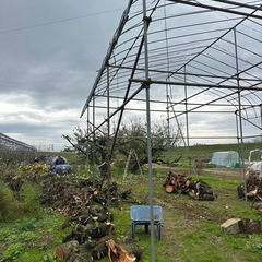 薪(さくらんぼの木)お譲りします！③の画像