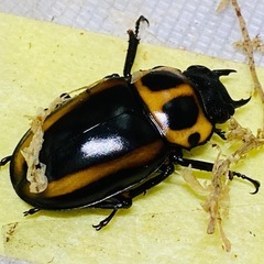 （お取引中）
①⓪メリーメンガタクワガタ　新成虫ペアの画像