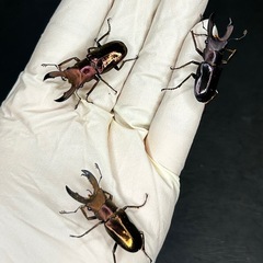 【3色】メタリフェルホソアカクワガタ♂3匹の画像