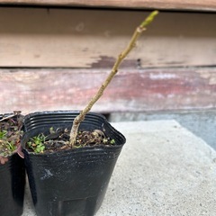 一才ネムの木の画像