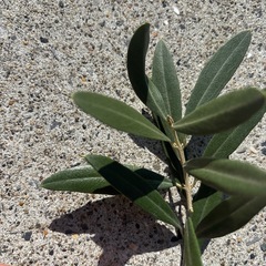 フレッシュオリーブの画像