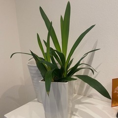 プラスチック鉢ごと観葉植物の画像