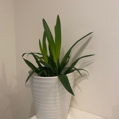 プラスチック鉢ごと観葉植物の画像