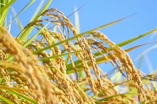 令和7年産　奈良県産ヒノヒカリ　玄米30kg ②