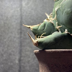 アガベ　チタノタ　白鯨　中株の画像