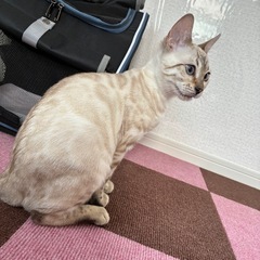 猫をお譲りしたいです。