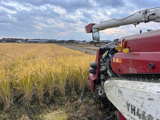 岐阜のお米！ ハツシモ  白米10Kg 　令和7年産