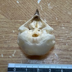 メンフクロウの頭蓋骨2の画像