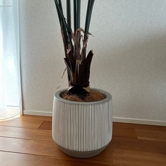 観葉植物　フェイクグリーンの画像