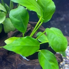 水草付き流木　16 アヌビアス　ジェイド他の画像