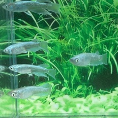 レーブ1ペア＋1(オス)の画像