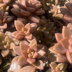 多肉植物詰め合わせセットの画像