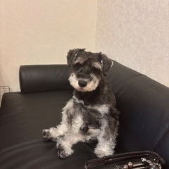 ミニチュアシュナウザー　男の子　1歳半