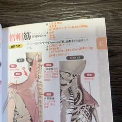 筋のしくみ・働きの画像